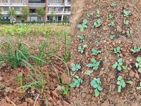 3333同学的种植的疏菜已存活.png