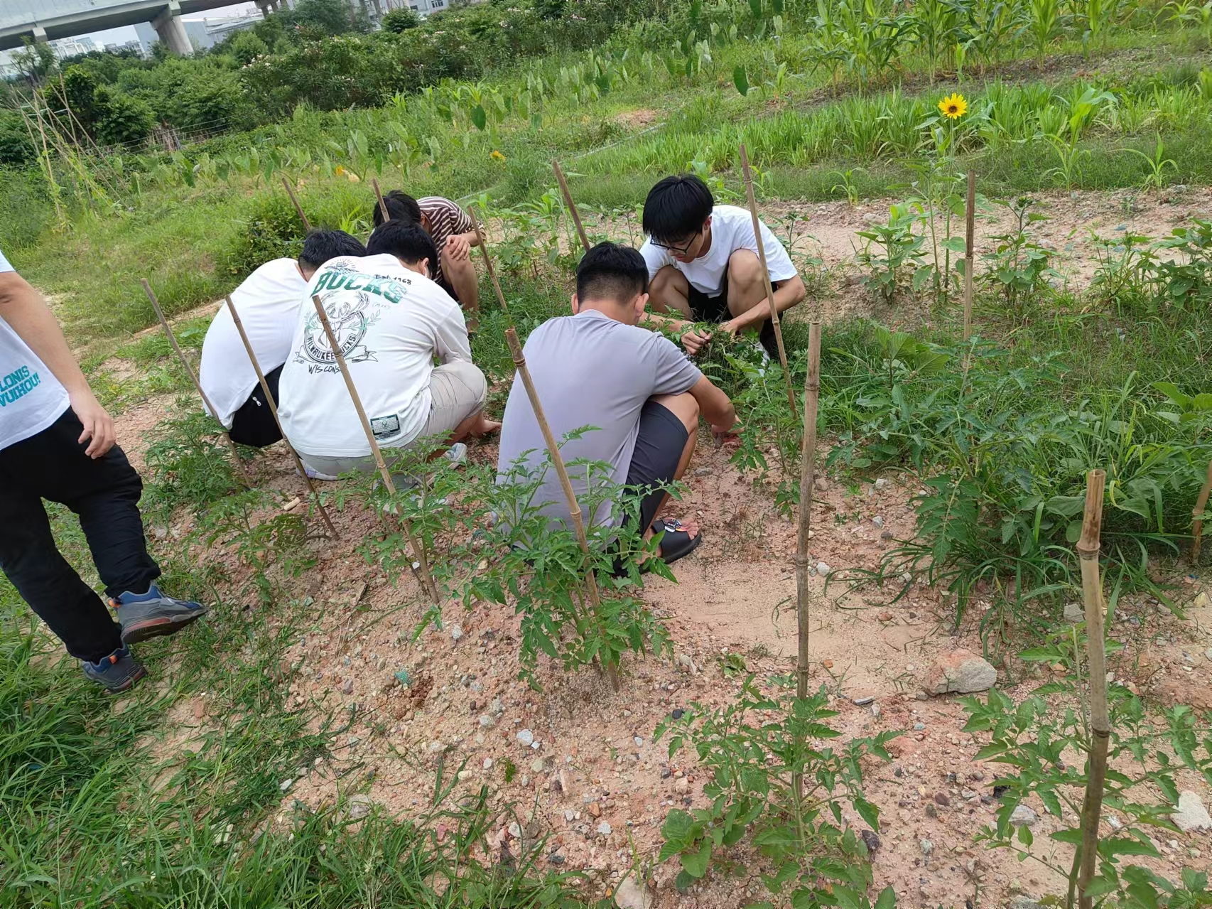 20240528152400879.jpg 20240528152400879.jpg